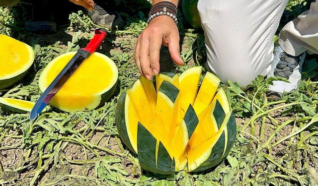 Tarsus’ta "Tropical Sunshine" karpuzu yerinde incelendi