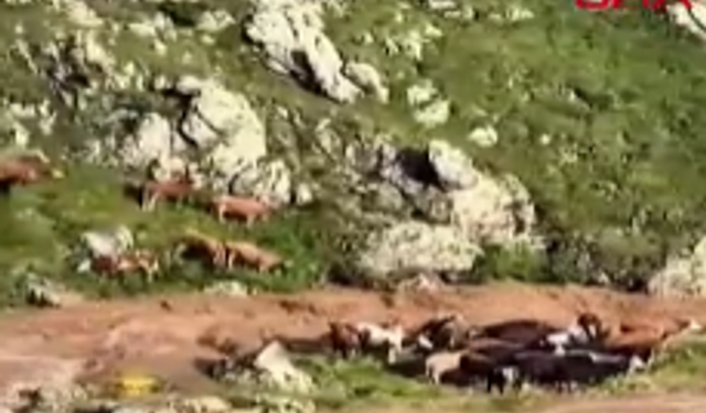 Derede mahsur kalan 4 inek suya kapıldı