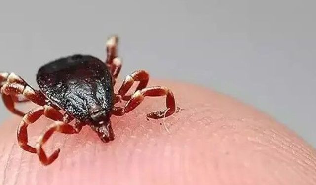 "Kırım Kongo Kanamalı Ateşi riski yaz aylarında artıyor"