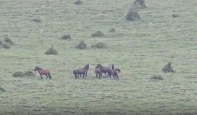 Yılkı atlarını çalarken suçüstü yakalandılar