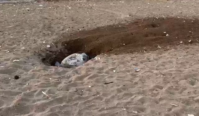 Deniz kaplumbağalarının yuvalama dönemi iklim değişikliği nedeniyle gecikti
