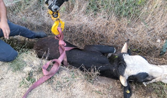 Kanala düşen ineği itfaiye ekibi kurtardı