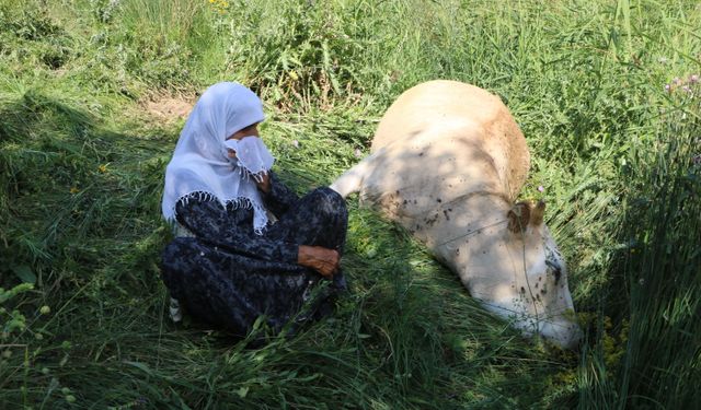 Uçuruma düşen inekleri ölen 7 çocuklu aileye, 2 inek ve 2 buzağı hibe edildi