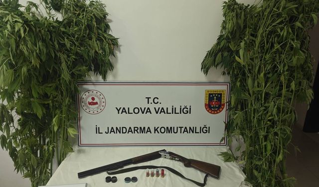 Yalova’da evlerinin bahçesine kenevir eken 2 şüpheli gözaltına alındı