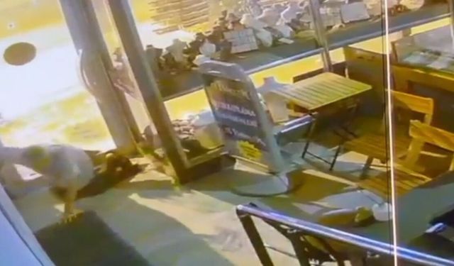 Sürünerek geldi sahte altınları çaldı