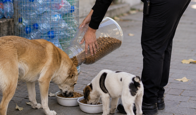 Plastik şişeler mamaya dönüşecek, can dostlar kazanacak