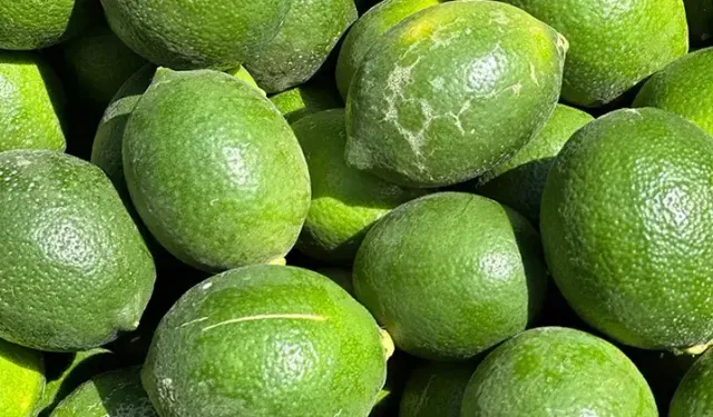 Erdemli'de limon üreticisinin gözü piyasada