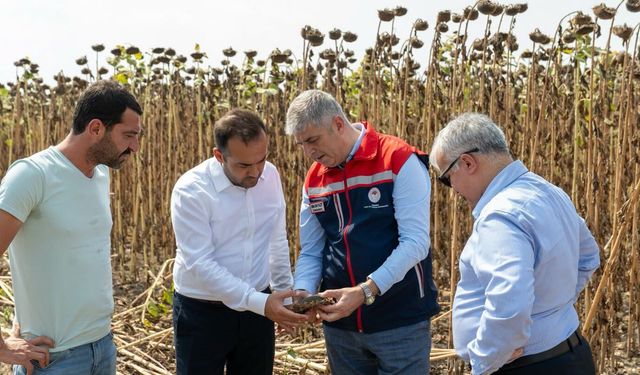 Adana'da ayçiçeği hasadı başladı: Verimli sezon üreticiyi umutlandırdı