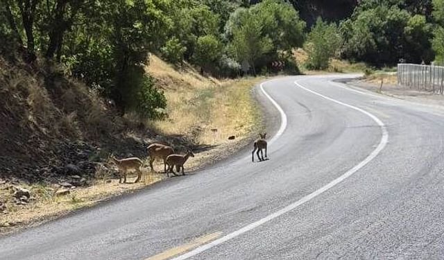 "Yaban keçileri sosyal yaşamın bir parçası olmuş"