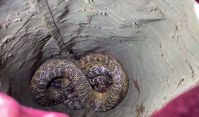 Yılan otomobilin motoruna girdi itfaiye çıkardı