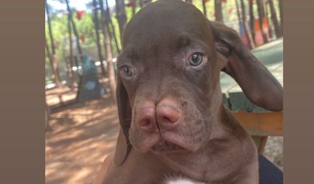 Çatalburun köpeklerinin nesli güvence altına alındı