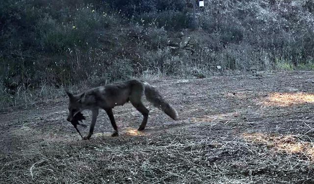 Yaban hayatı fotokapanlarla görüntülendi