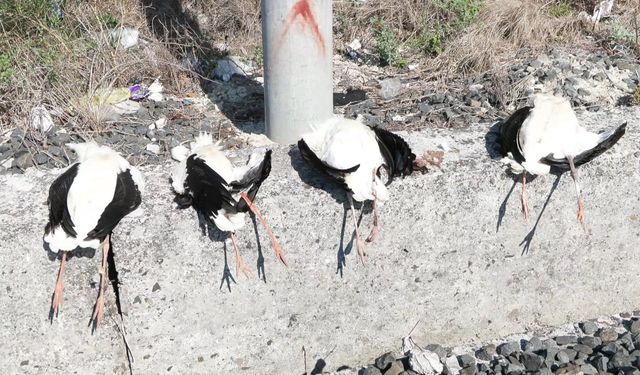 52 leylek elektrik akımına kapılarak öldü