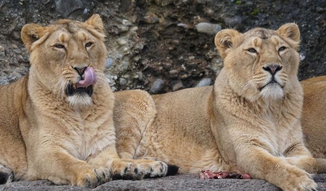 Sıcaklar can aldı: 3 aslan hayatını kaybetti