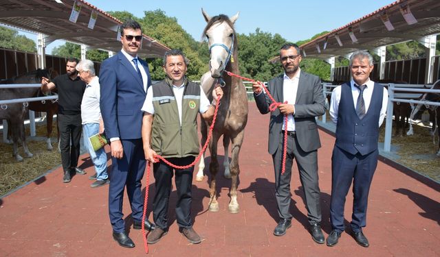 Arap tayları 27 milyon 550 bin liradan alıcı buldu