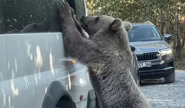 Uzmandan ayı artışına dikkat çeken uyarı