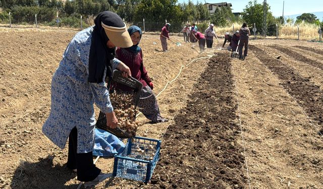 Safranbolu’da ‘kırmızı altın’ mesaisi başladı