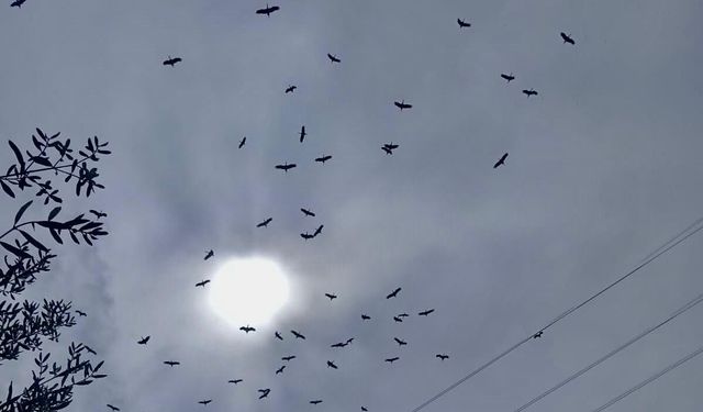 Mersin'de yağmurların ardından leylek göçü başladı