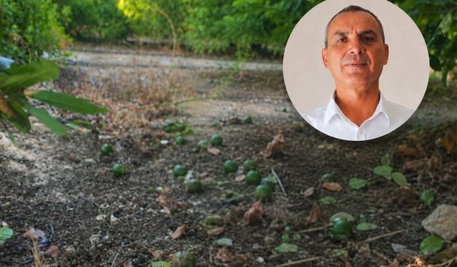 Silifke’de poyraz mahsulü vurdu