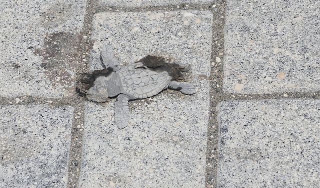 Yaklaşık 40 yavru deniz kaplumbağası araçların altında öldü