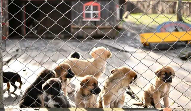 Sahipsiz köpeklerin beslenmesi yasağına mahkemeden iptal