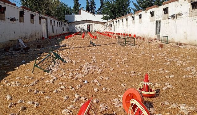 Adana'da hortum felaketi: 20 bin civciv telef oldu