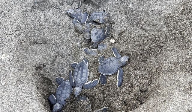 Mersin’de 100 bin yavru kaplumbağa Akdeniz’le buluştu