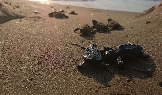 Yuvada sıkışan 22 caretta caretta yavrusu denize bırakıldı