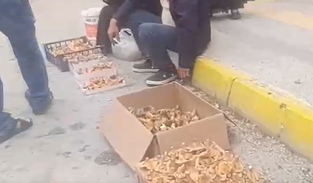 Saatlerce yürüyerek topluyor kilosunu 250 TL’ye satıyor