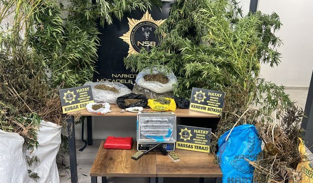 Bahçeden 122 kök Hint keneviri çıktı