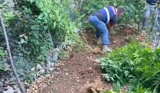 Hatay’da 371 kök skunk türü kenevir ele geçirildi