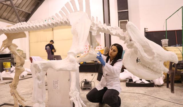 7,7 milyon yıllık gergedan fosili ayaklandırılıyor