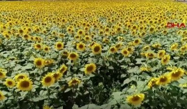 Yağışlar Konya Ovası’nı bereketlendirdi