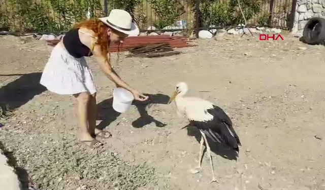 Siteden ayrılmayan leyleği balık ve etle besliyorlar