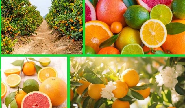 Narenciye ihracatında Mersin’den kritik çağrı