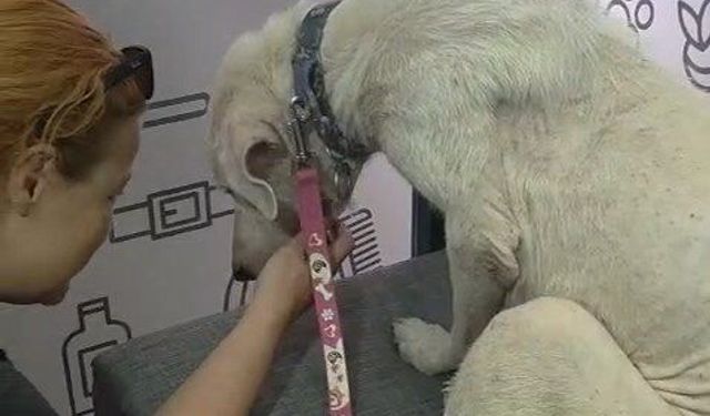 Köpeğe, kendisini kurtarıp sahiplenen avukatın adı verildi