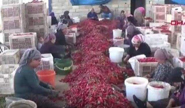İslahiye biberinde hasat mesaisi sürüyor