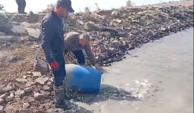 Sulama kanallarında mahsur kalan balık göletlere taşındı