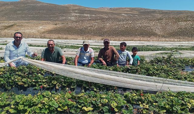 Silifke’de bin 850 metrede çilek denemesi