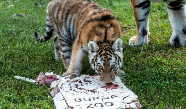 Türkiye’nin biricik Amur Kaplanı Virginia 100 günlük oldu