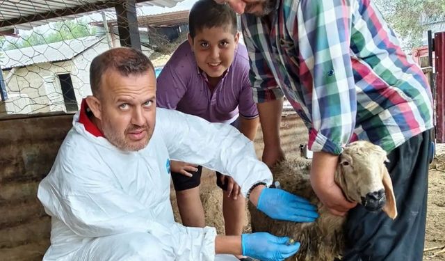 Koyun ve keçi vebasına karşı bağışıklık kalkanı