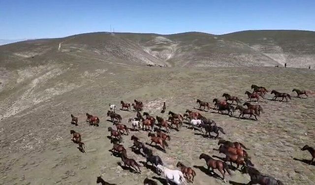Yılkı atlarının görsel şöleni büyüledi