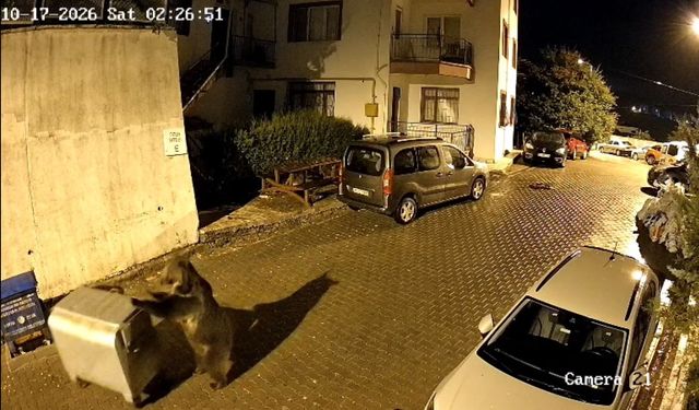 Ayının çöp konteyneri ile oyunu kamerada