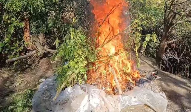 48 bin 579 kök kenevir ve skunk imha edildi