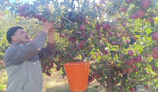 Misket elması hem iç piyasaya hem ihracata gidiyor
