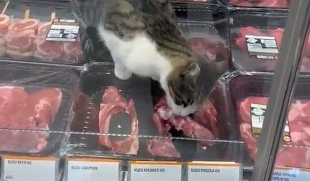 Markette kedi skandalı: 52 bin TL ceza