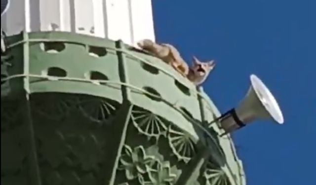 Mersin Mut’ta tilki minareye çıktı