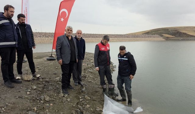 Göletlere 700 bin sazan yavrusu bırakıldı