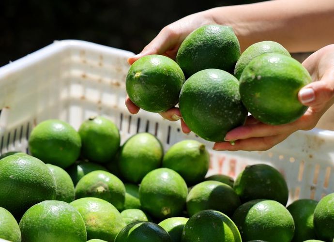 Mersin’de Limon Fiyatları Rekor Kırıyor