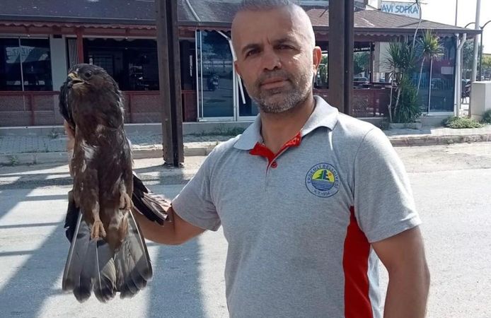 Bitkin haldeki şahin koruma altına alındı